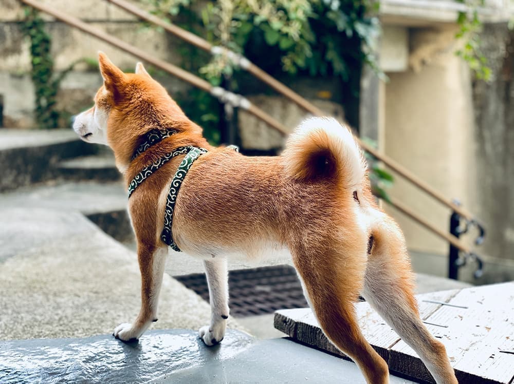 北摂ショップカードデザイン_吹田市江坂のデザイン事務所